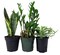 Office Plant Collection #1 -Snake/ZZ/Pothos - 3 Pack in 4" Pots